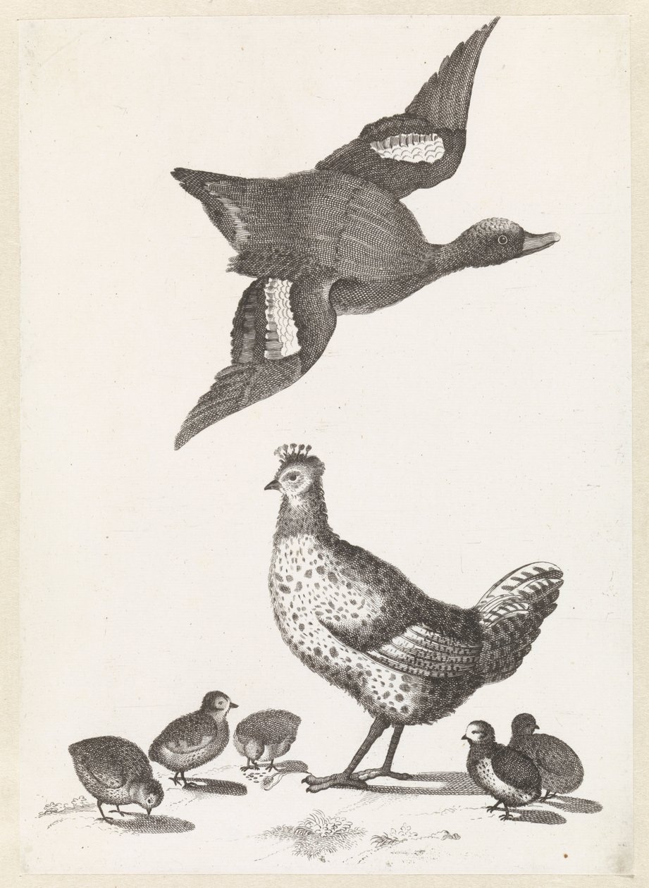 Huhn mit fünf Küken und eine nach rechts fliegende Ente von Anonymous