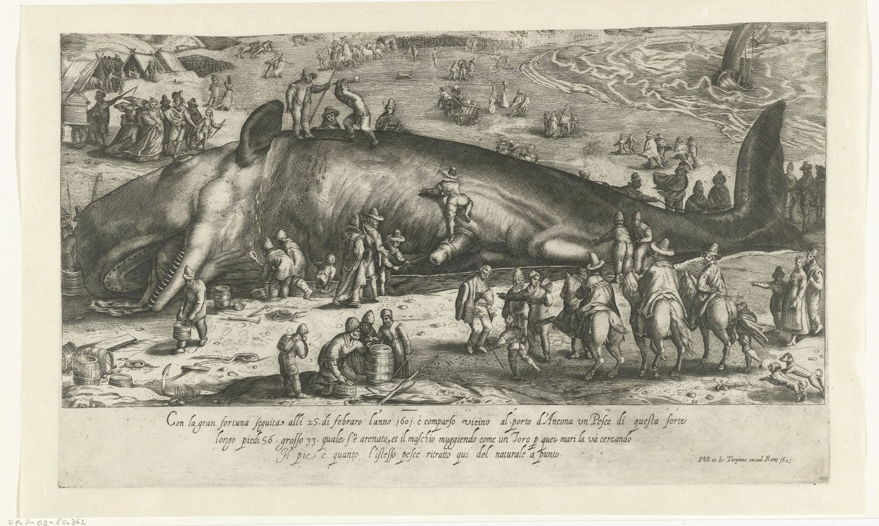 Kopie des gestrandeten Wals bei Berckhey von 1598 als der Wal bei Ancona 1601 gestrandet ist von Anonymous