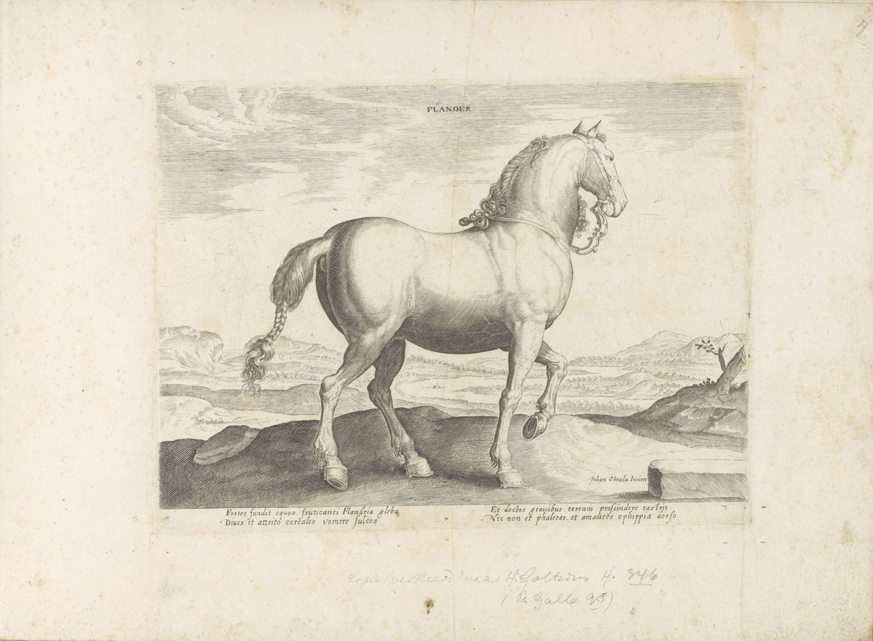 Pferd aus Flandern (Serie: Pferderassen aus den königlichen Ställen von Don Juan von Österreich) von Anonymous
