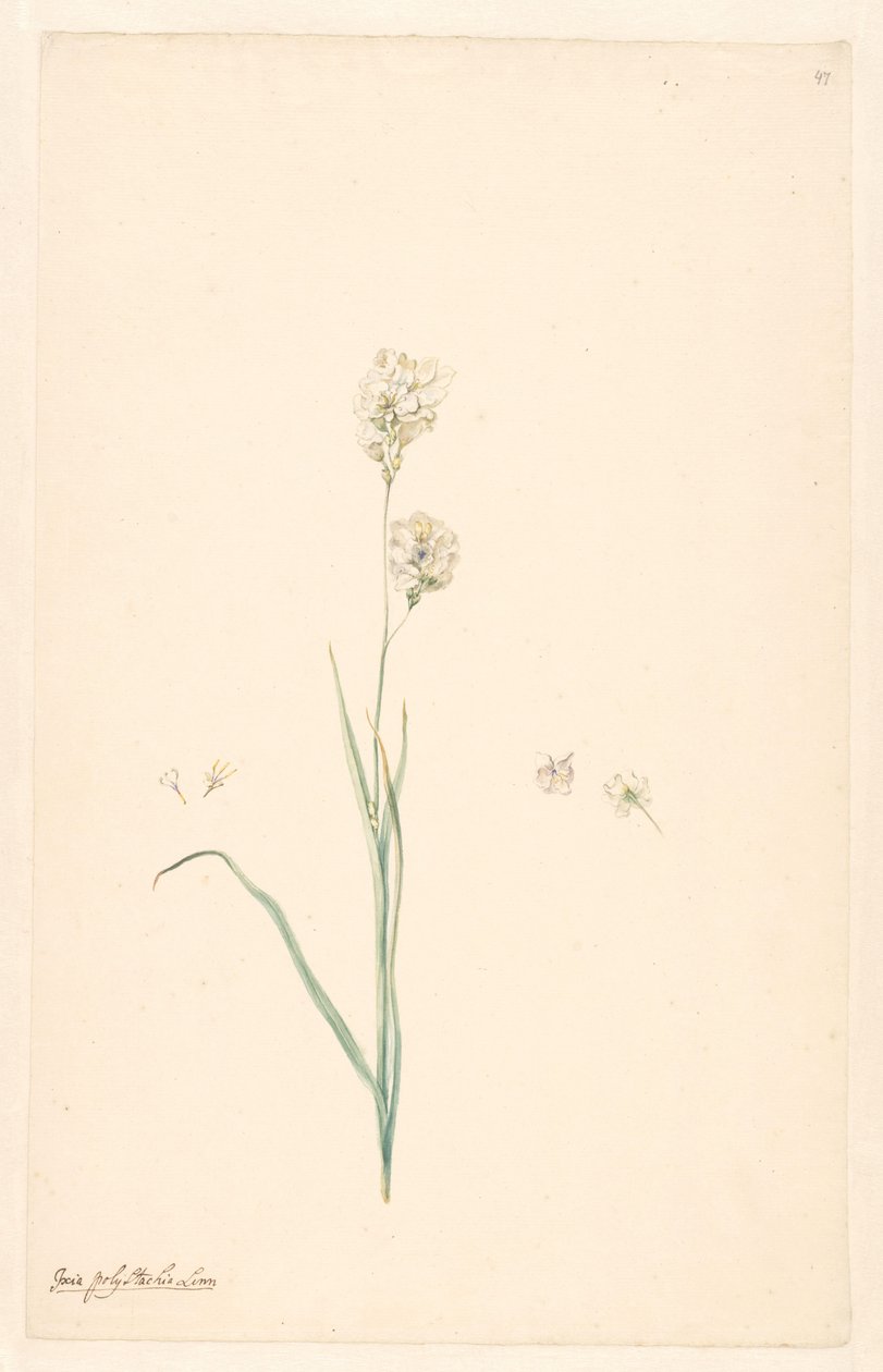 Zweig von Ixia olystachya mit Details von Stempel und Blume von Anonymous