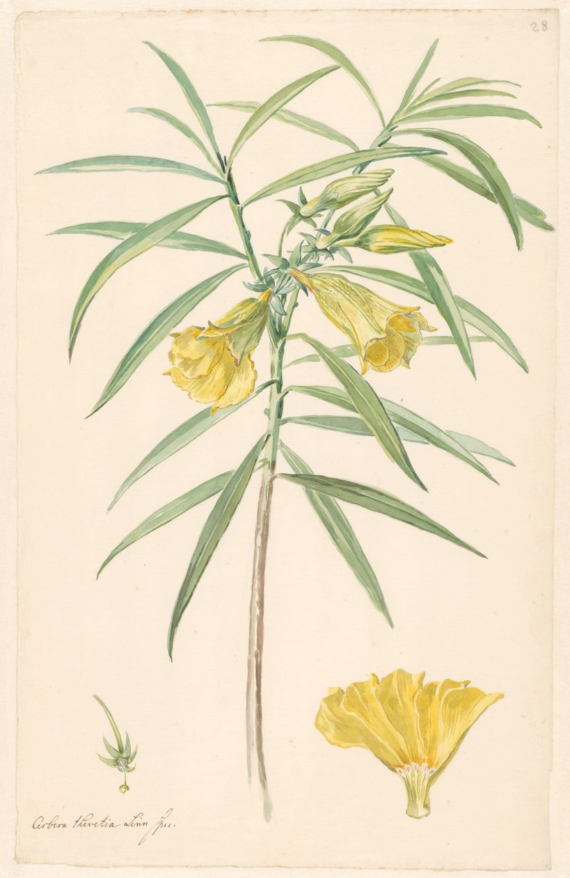 Zweig einer gelben Blume (Lilienart) mit Details von Stempel und Blüte von Anonymous