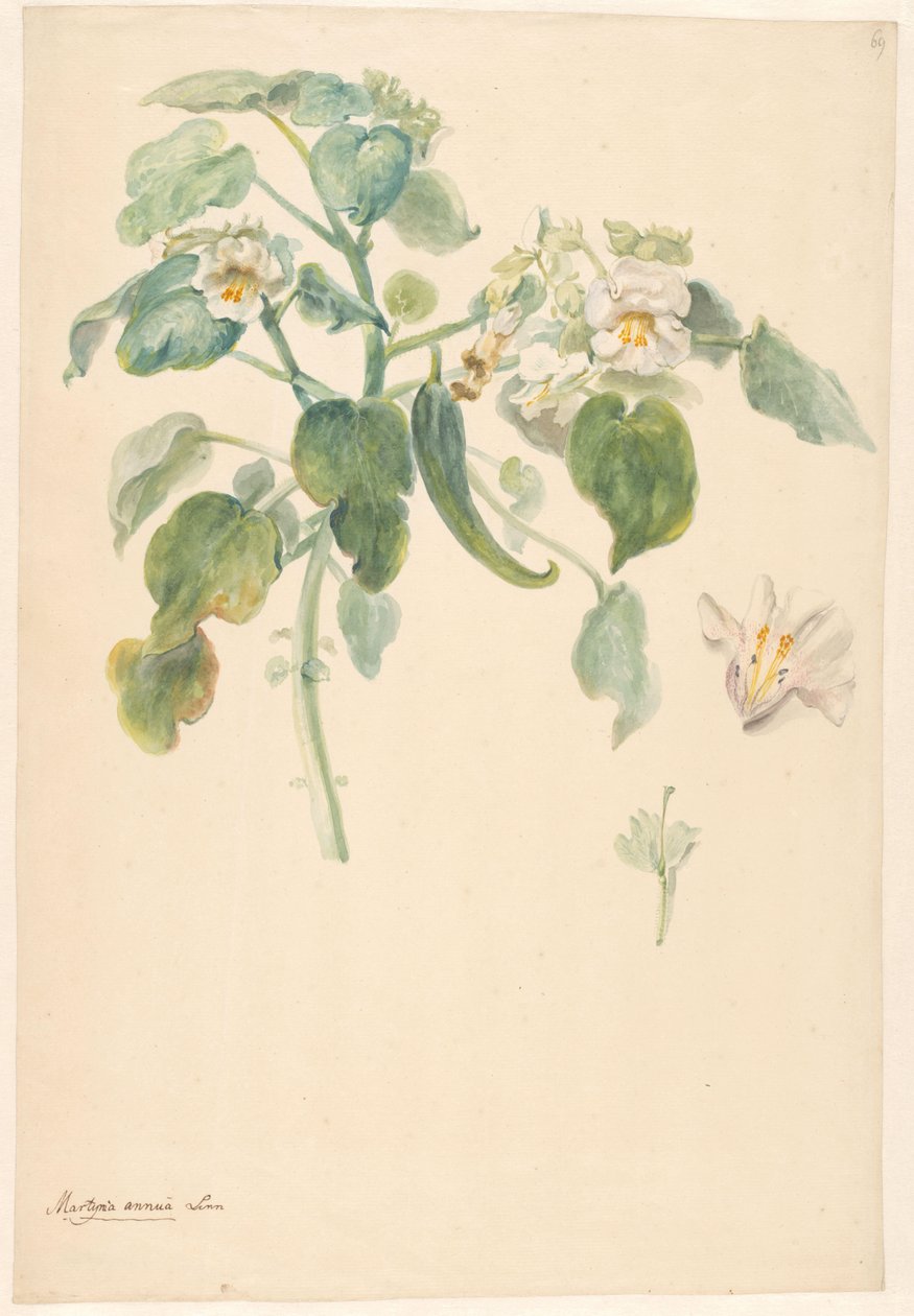 Zweig einer weißen Katzenkralle mit Details von Stempel und Blume von Anonymous