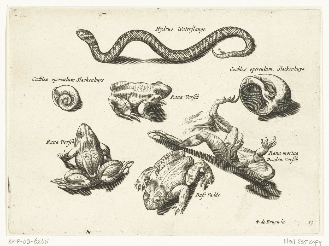 Wasserschlange, Frösche und Kröten (Libelivs varia Genera piscium complectens) von Anonymous