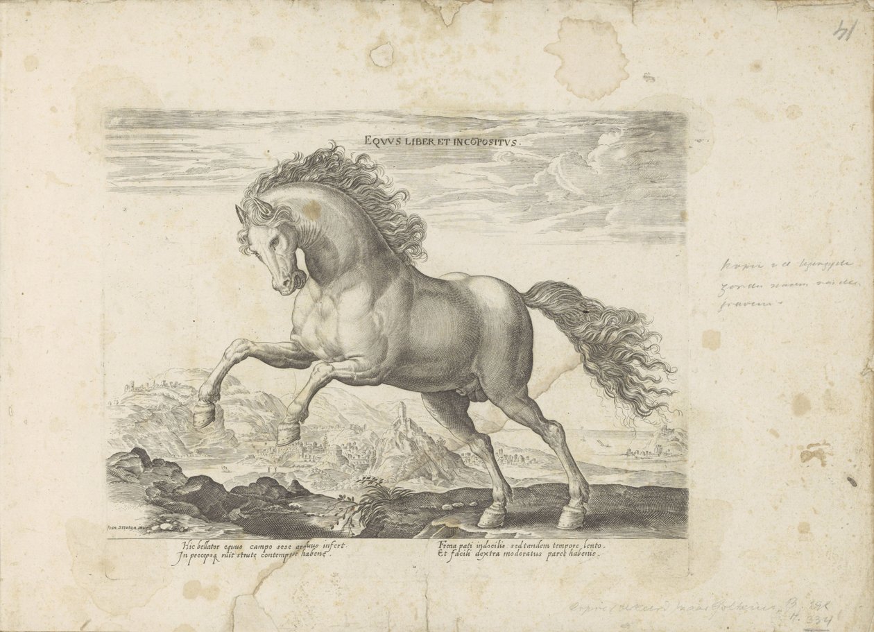 Wildes Pferd von Anonymous