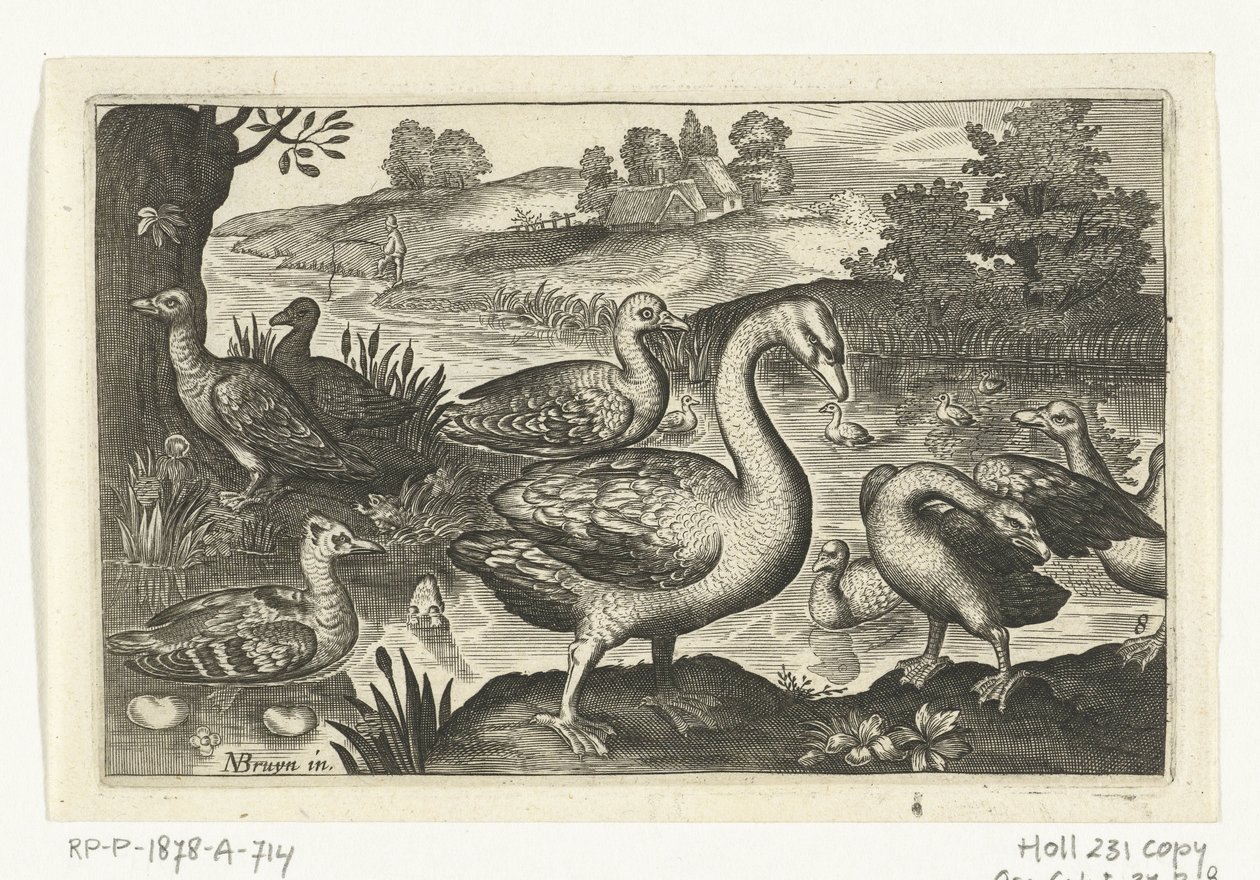 Schwan und Gänse und Enten von Anonymous