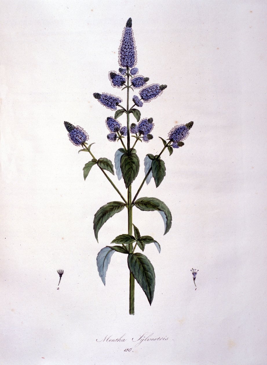 Botanische Tafel: Wilde Minze (Mentha sylvestris). Gravur des 19. Jahrhunderts von Anonymous Anonymous