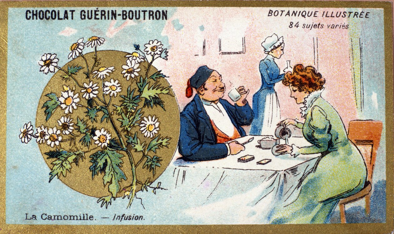 Kamille: Aufguss. Gravur (Chromo). Werbechromolithographie für Guerin-Boutron-Schokoladen, Ende des 19. Jahrhunderts. Illustrierte botanische Serie von Anonymous Anonymous