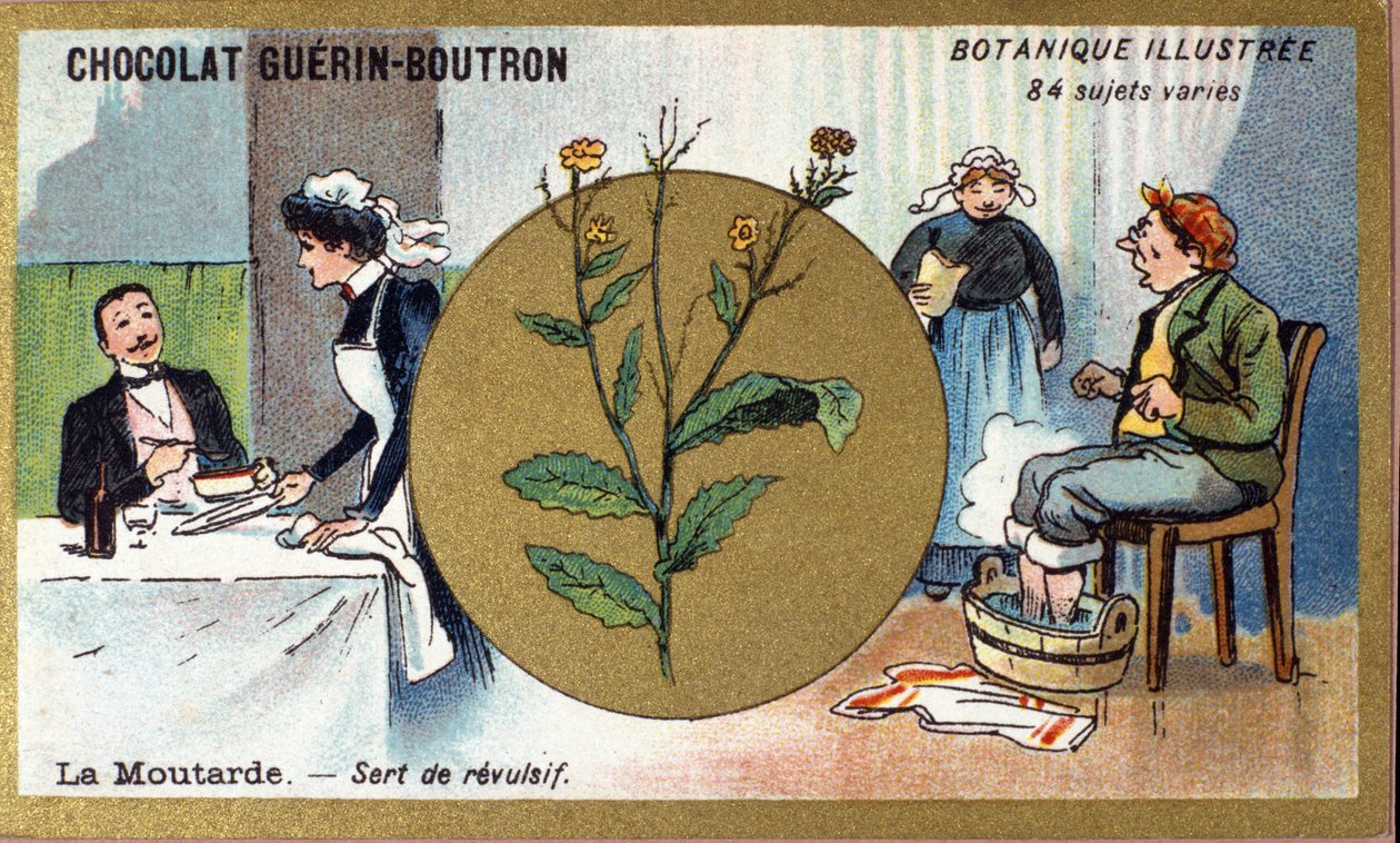 Senf dient als Reizmittel. Gravur (Chromo). Werbe-Chromolithographie für Guerin-Boutron-Schokoladen, Ende des 19. Jahrhunderts. Illustree Botanische Serie von Anonymous Anonymous