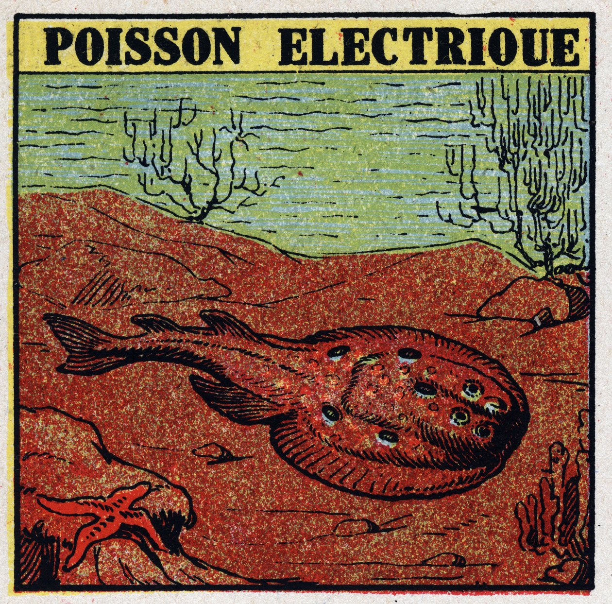 Physiologische Effekte von Elektrizität: Elektrischer Fisch. Anonyme Illustration von 1925. Private Sammlung. von Anonymous Anonymous