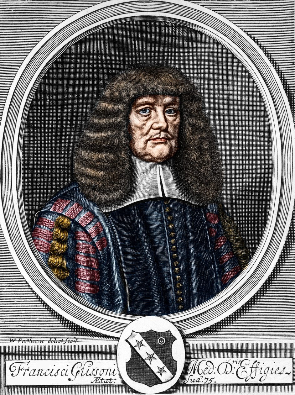 Porträt von Francis Glisson (1599-1677), britischer Arzt und Anatom von Anonymous Anonymous