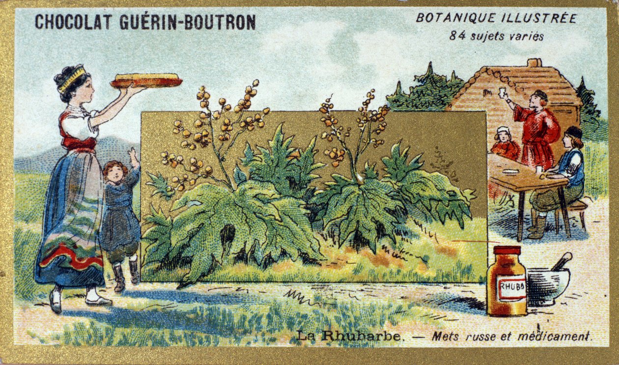 Rhabarber: russisches Nahrungsmittel und Medizin. Gravur (Chromo). Werbe-Chromolithographie für Guerin-Boutron-Schokoladen, Ende des 19. Jahrhunderts. Illustree Botanische Serie von Anonymous Anonymous