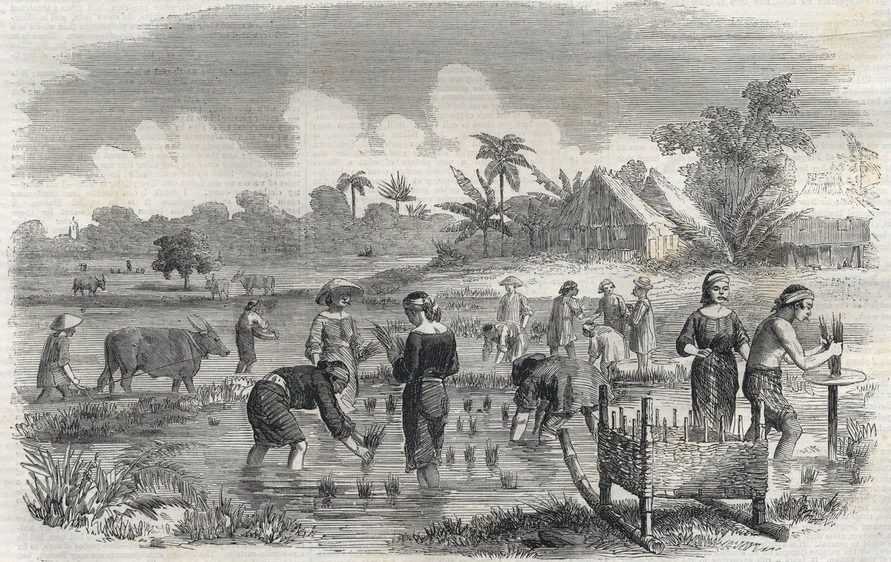 Reisanbau in Manila auf den Philippinen im Jahr 1864. Anonyme Gravur. Private Sammlung. von Anonymous Anonymous