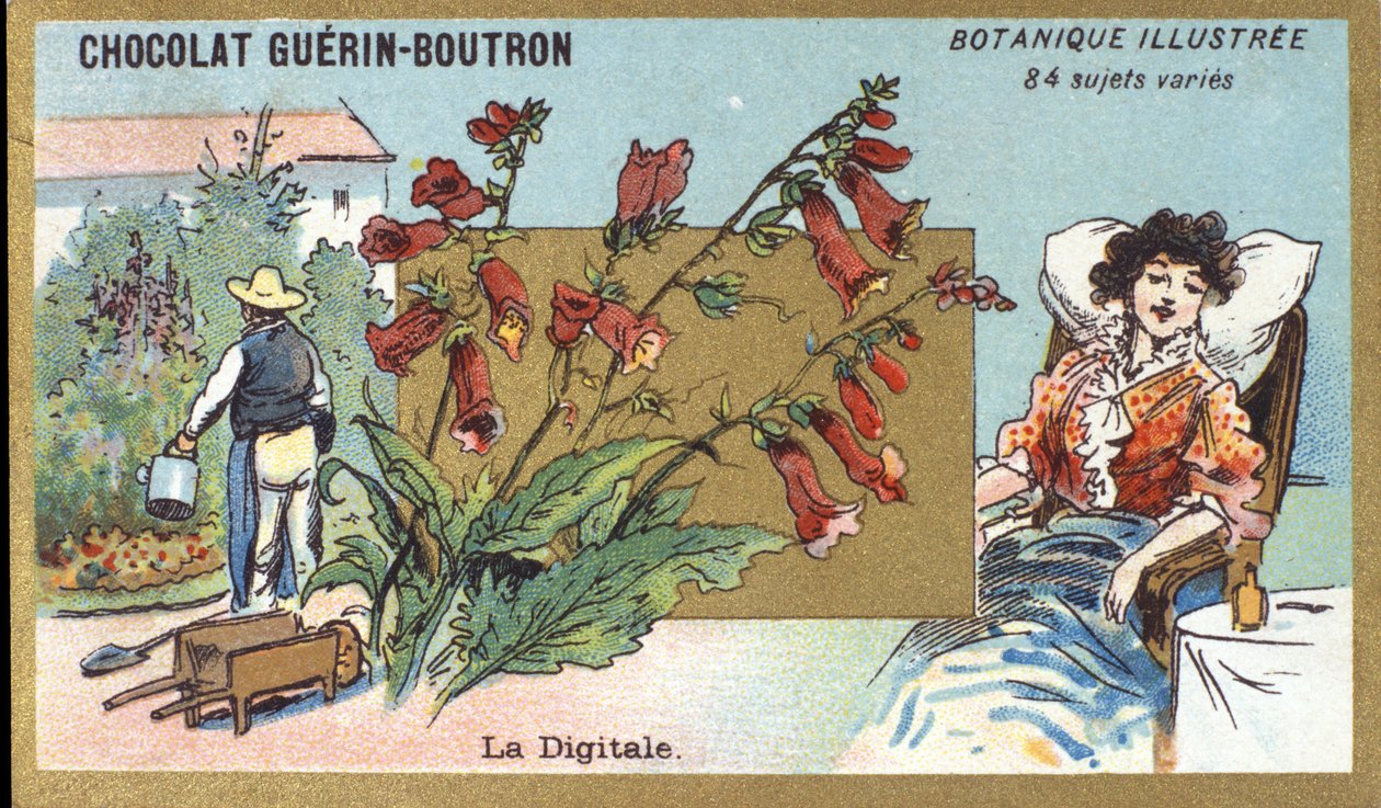 Der Finger. Gravur (Chromo). Werbechromolithographie für Guerin-Boutron-Schokoladen, Ende des 19. Jahrhunderts. Illustrierte Botanische Serie. von Anonymous Anonymous