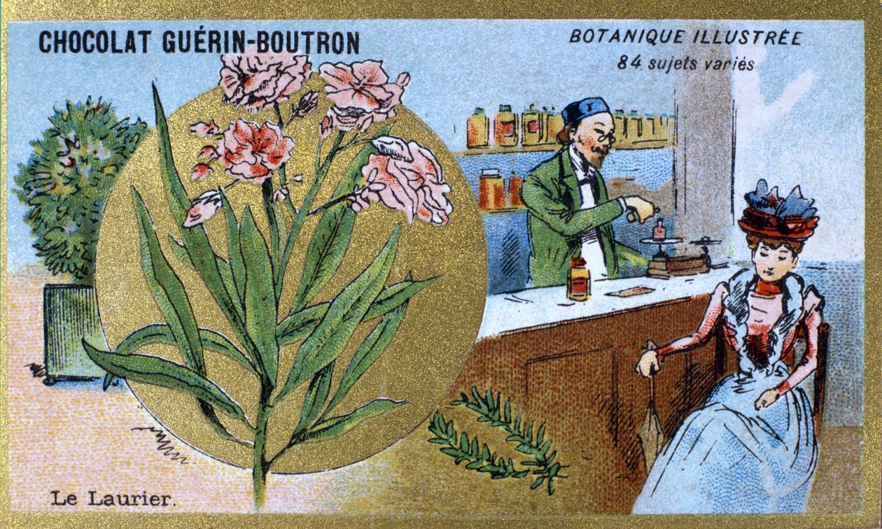 Der Lorbeer. Gravur (Chromo). Werbechromolithographie für Guerin-Boutron-Schokoladen, Ende des 19. Jahrhunderts. Illustrierte botanische Serie von Anonymous Anonymous