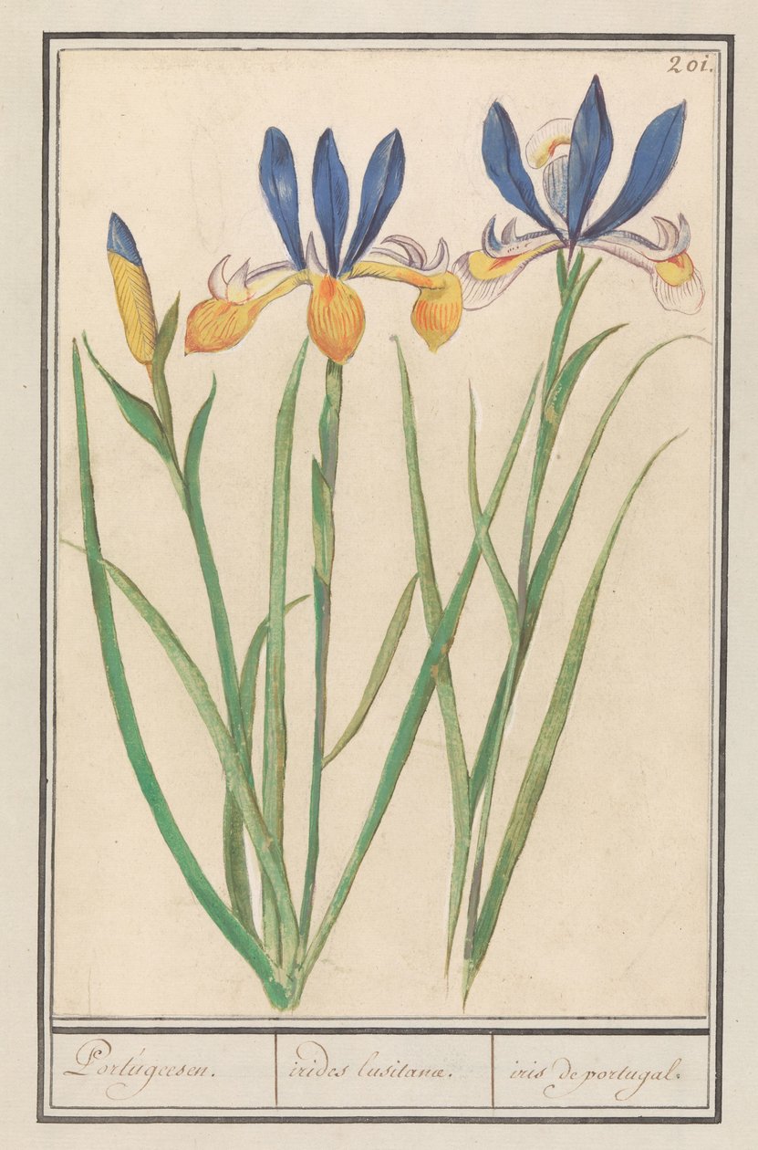 Blaugelbe Schwertlilie (Iris sibirica) von Anselmus Boëtius de Boodt