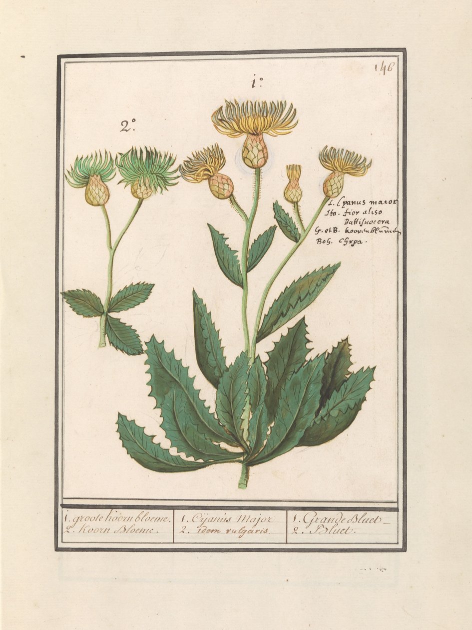 Kornblume (Centaurea) von Anselmus Boëtius de Boodt