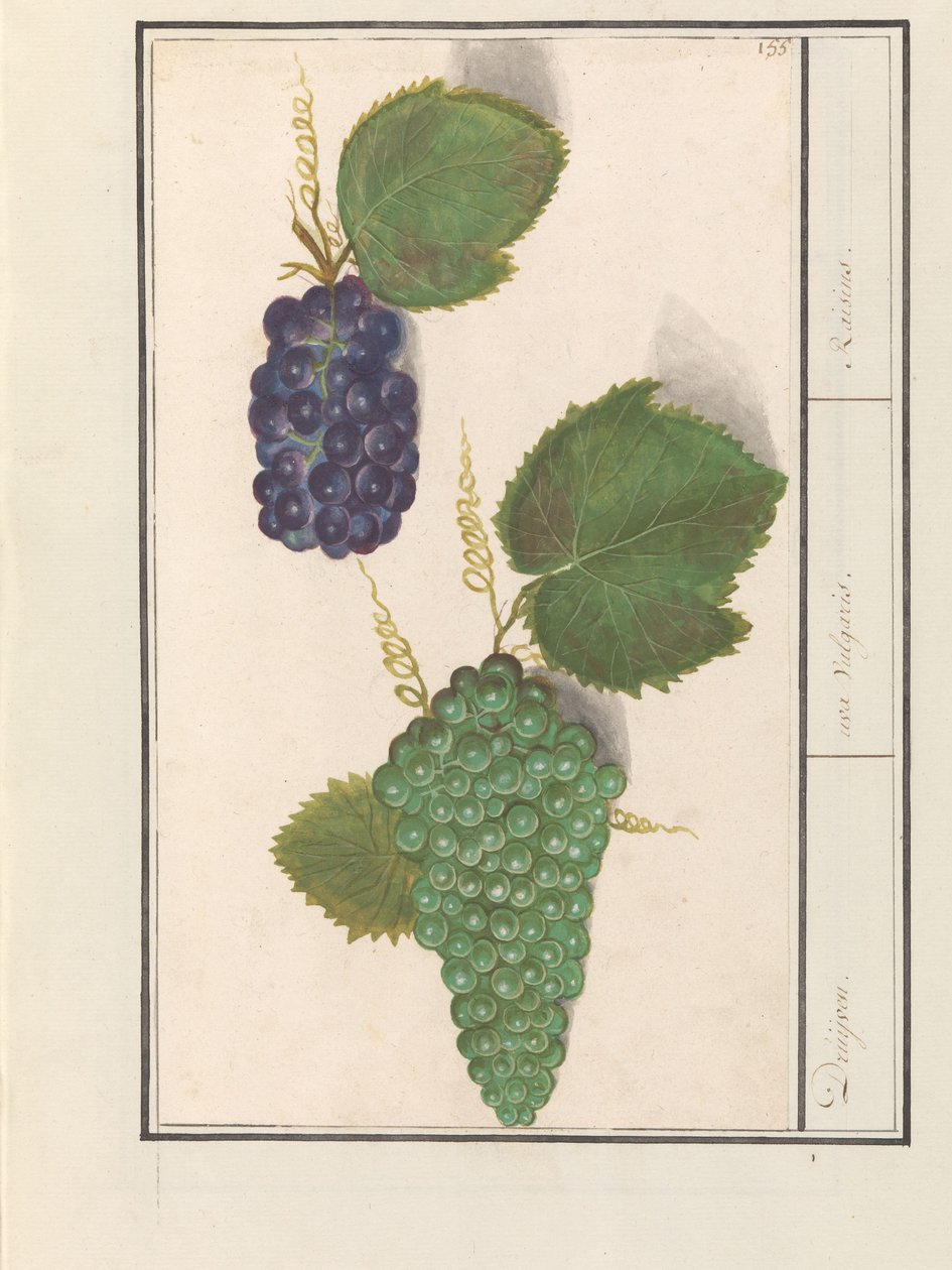 Weintraube (Vitis vinifera) von Anselmus Boëtius de Boodt