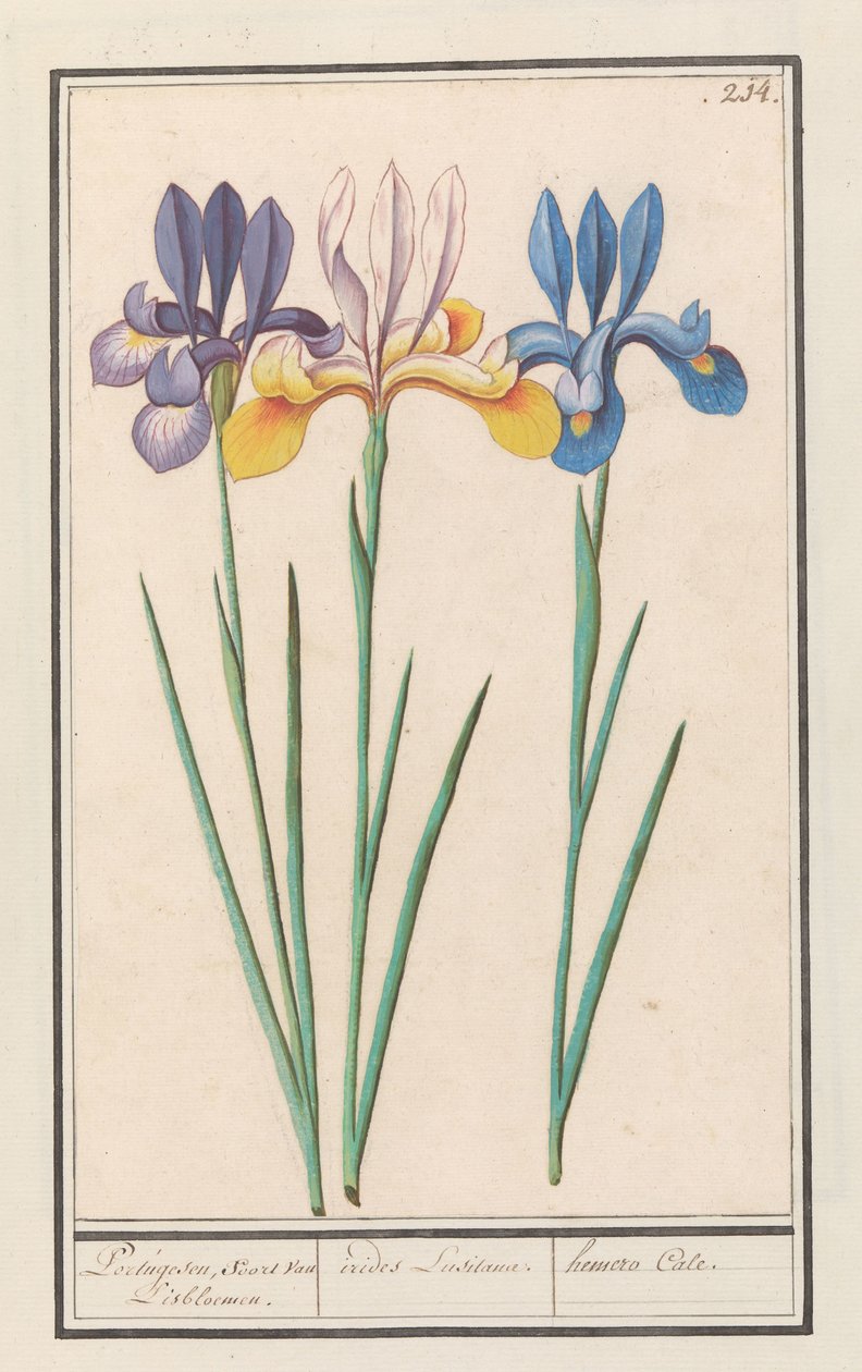 Iris (Iris sibirica) von Anselmus Boëtius de Boodt