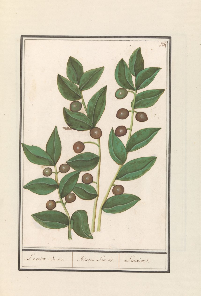 Olive (Olea europaea) Laurierbaum. / Bacca Laurus. / Laurier (Titel auf Objekt) von Anselmus Boëtius de Boodt