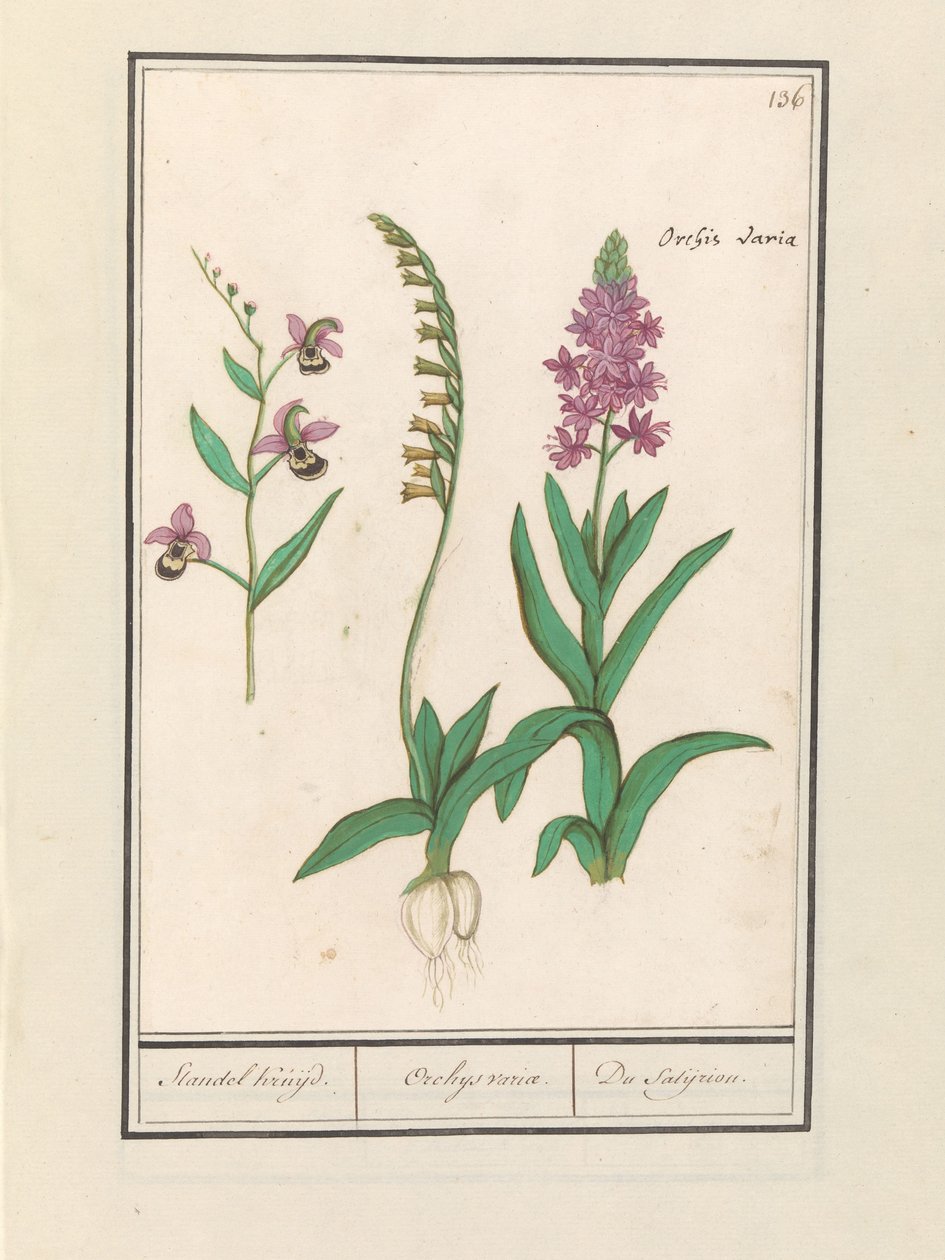 Orchidee (Orchidaceae) Standel Kruijd. / Orchys variae. / Du Satijrion. (Titel auf dem Objekt) von Anselmus Boëtius de Boodt