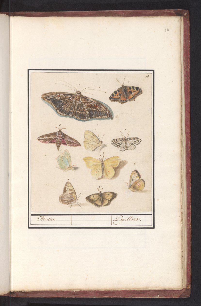 Schmetterlinge und Motten von Anselmus Boëtius de Boodt