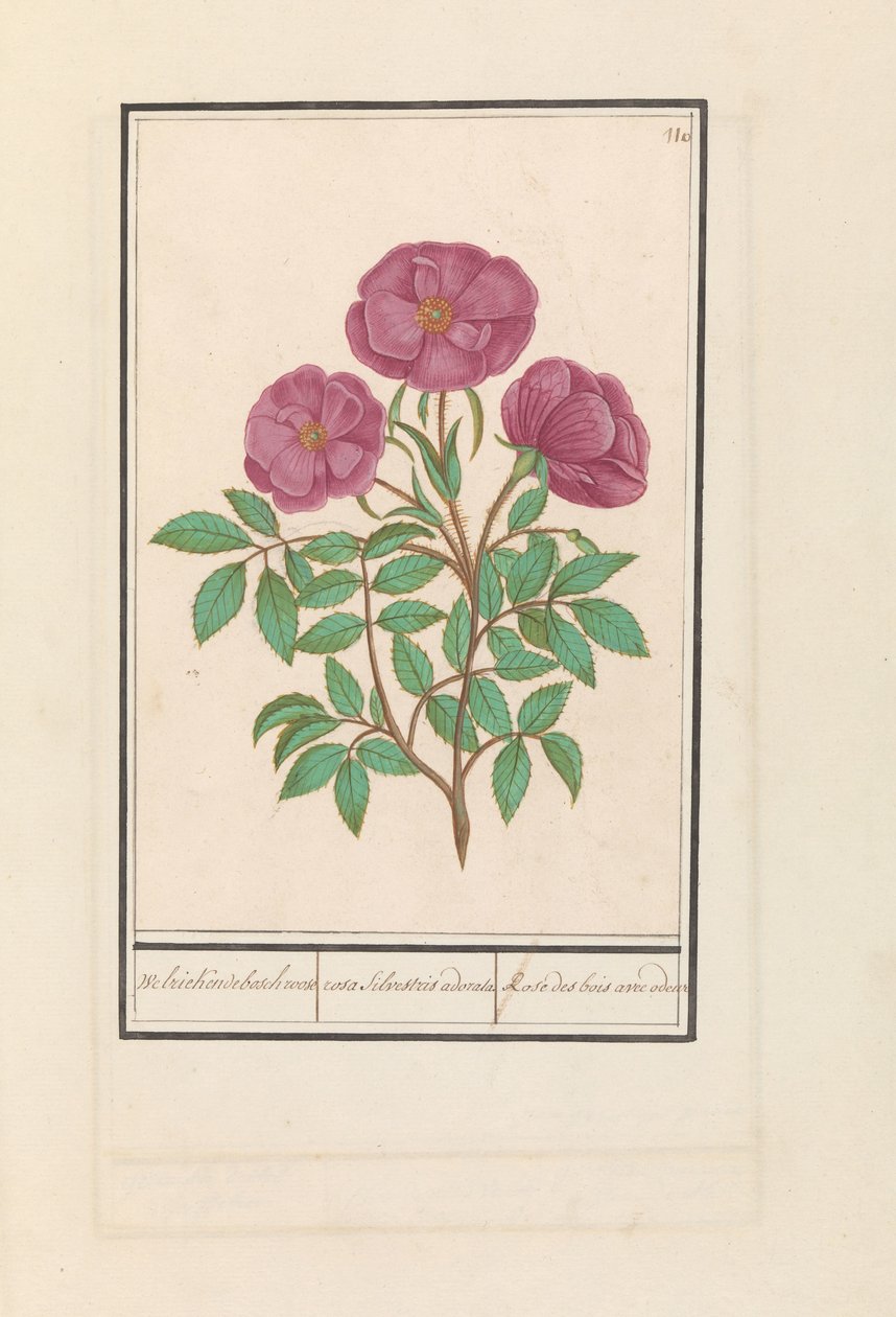 Wilde Rose (Rosa) von Anselmus Boëtius de Boodt
