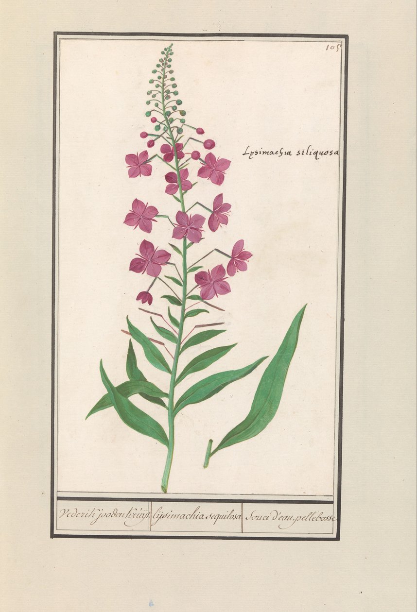 Schmalblättriges Weidenröschen (Chamerion angustifolium) von Anselmus Boëtius de Boodt