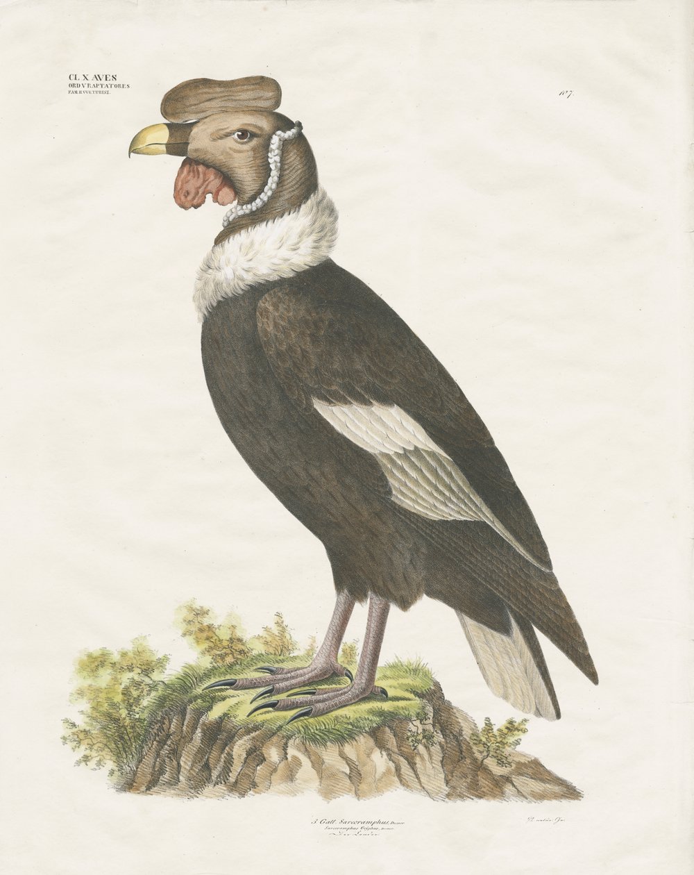 Andenkondor von Anstalt Arnz & Co.