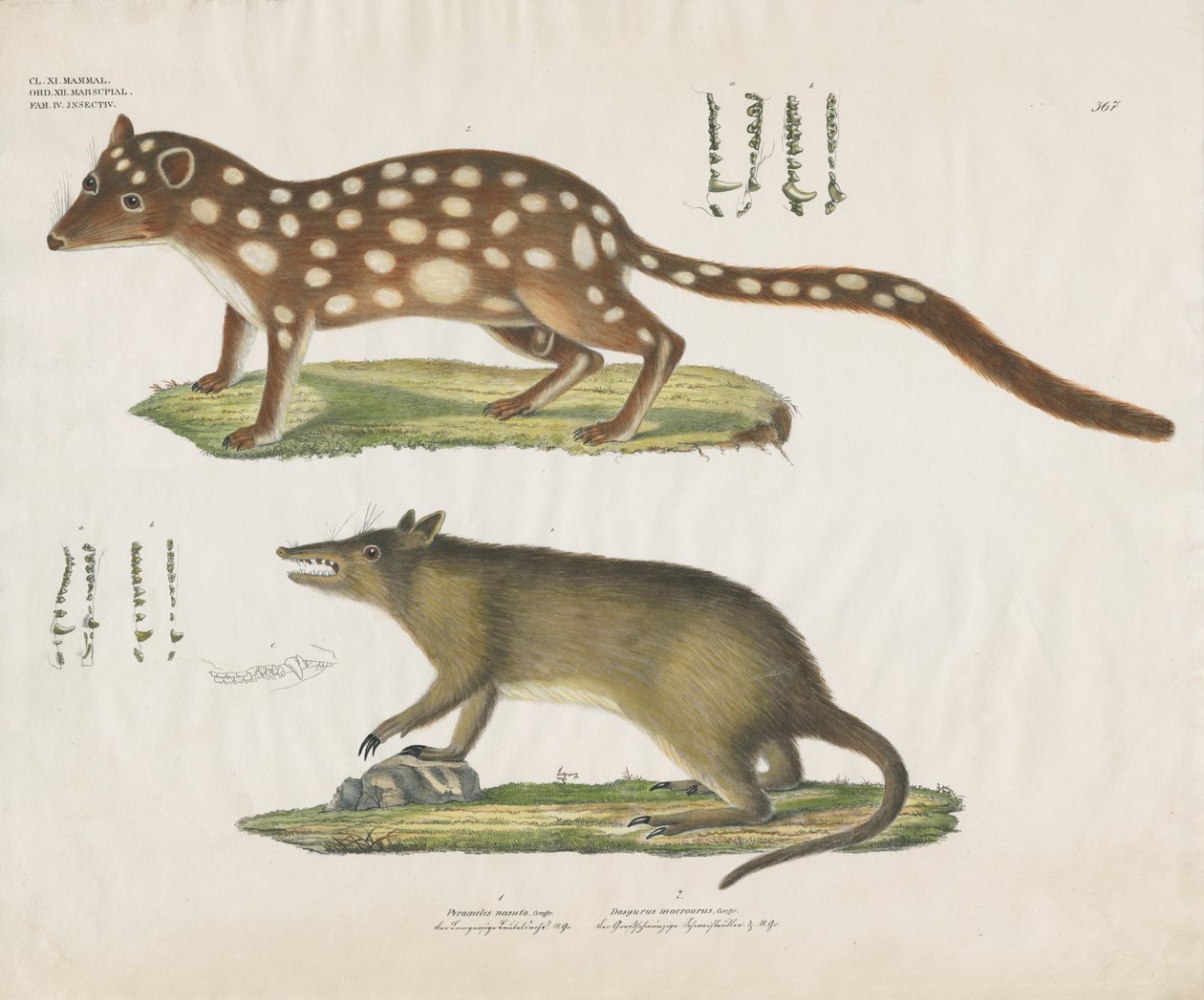 Australische Beuteltiere mit anatomischen Details von Anstalt Arnz & Co.