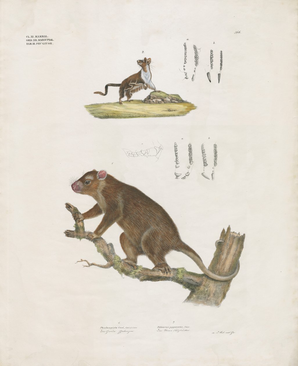 Australische Beuteltiere mit Zahndetails von Anstalt Arnz & Co.