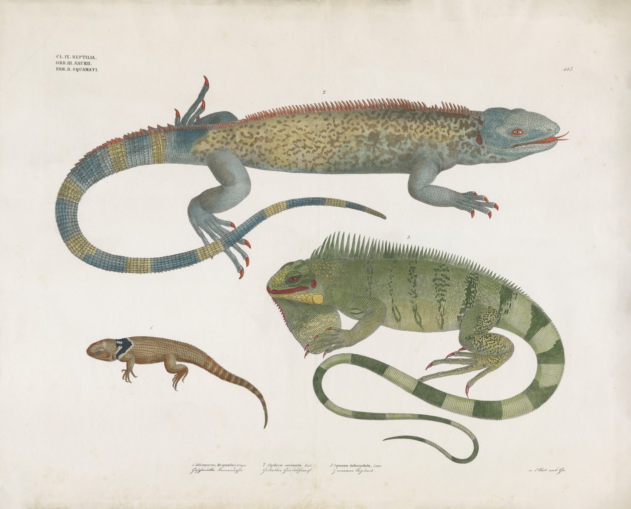 Schuppenechsen aus verschiedenen Lebensräumen von Anstalt Arnz & Co.