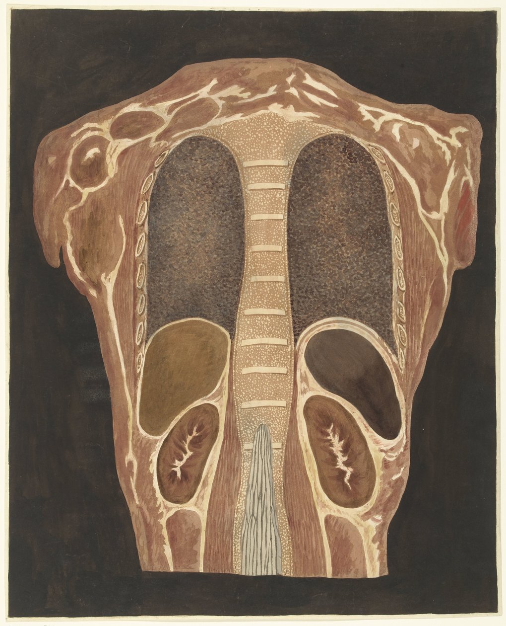 Anatomische Studie der Organe im Brustkorb, von hinten gesehen von Anthonie van den Bos