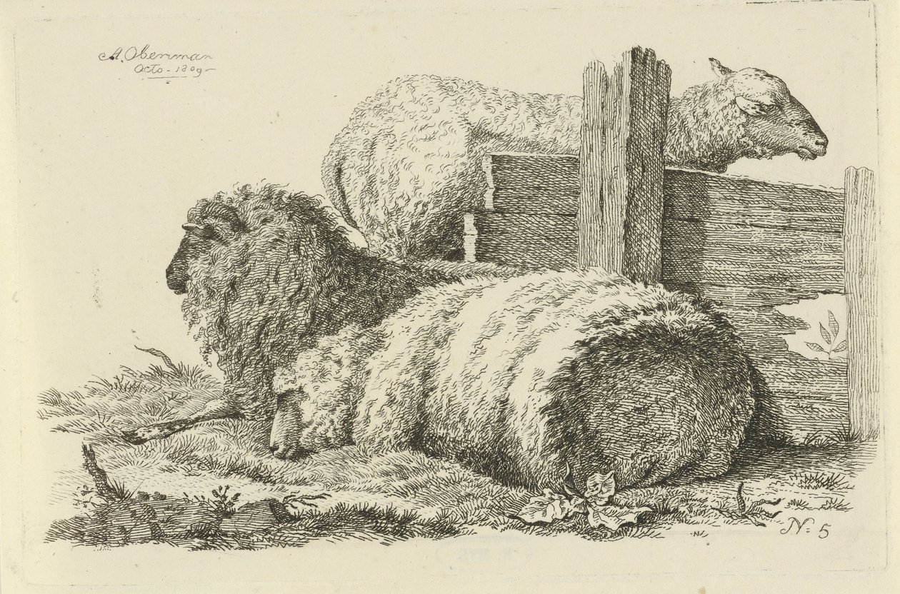 Liegendes Schaf und Widder (Studien von Kühen, Schafen und Ziegen) von Anthony Oberman