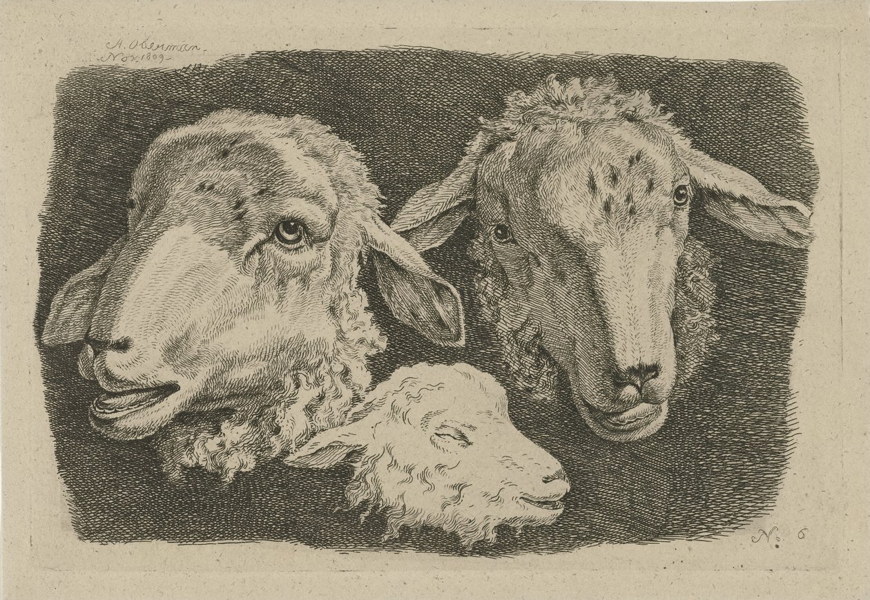Zwei Schafsköpfe und ein Kopf eines Lamms (Studien von Kühen, Schafen und Ziegen) von Anthony Oberman