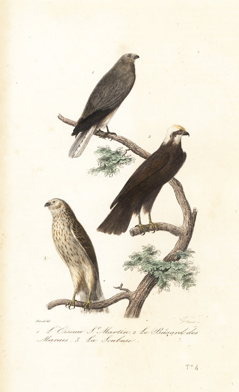 Wiesenweihe, Eurasische Rohrweihe und Wiesenweihe von Antoine (after) Chazal