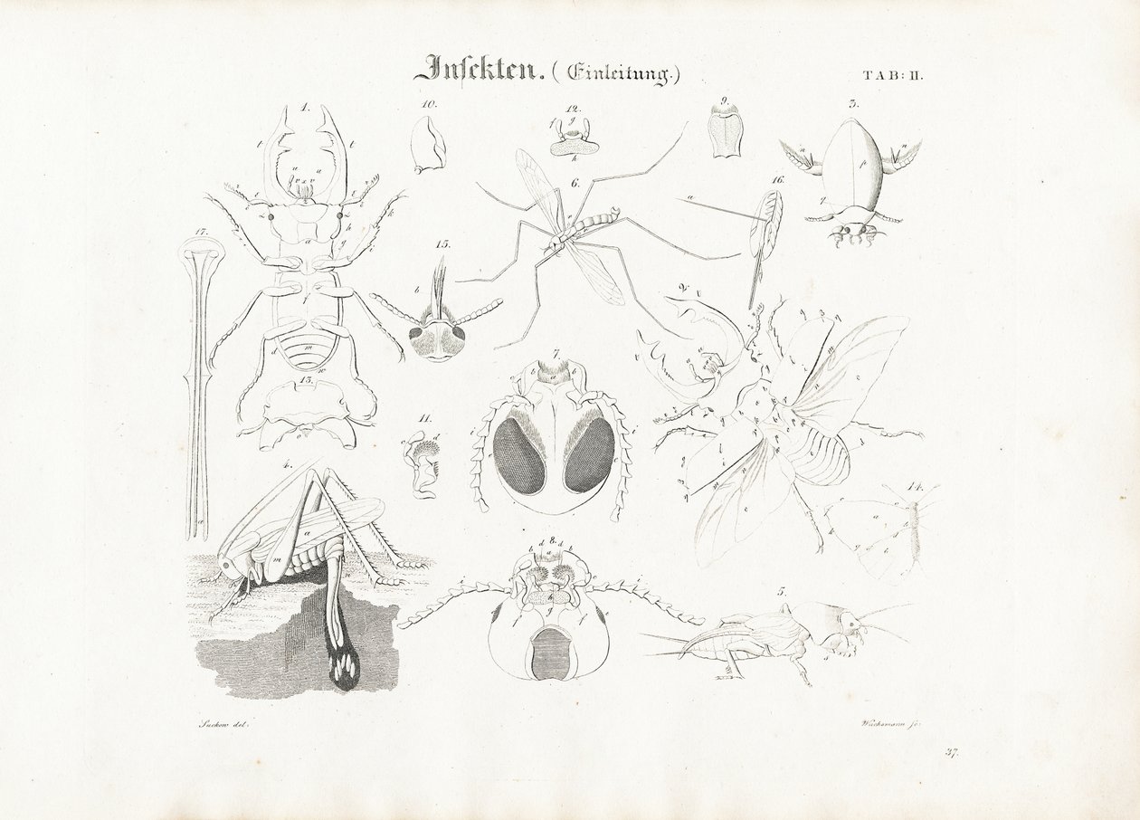 Insektenanatomie von Anton Wachsmann