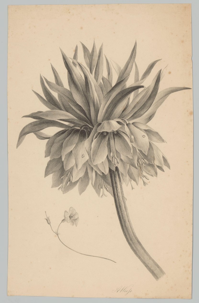 Blume auf Stiel (Blumen- und Fruchtstudien, 3. Folge) von Anton Weiss