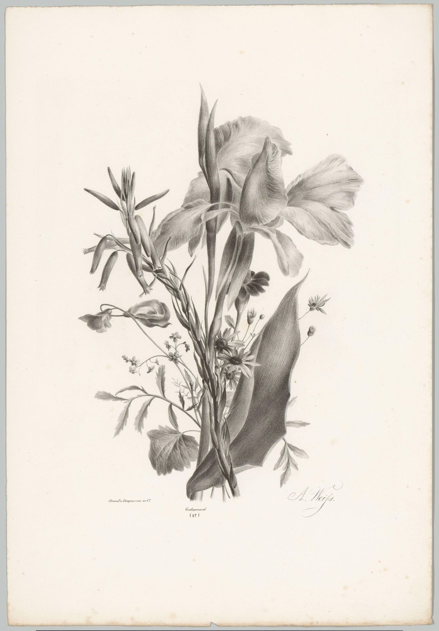 Diverse Blumen von Anton Weiss