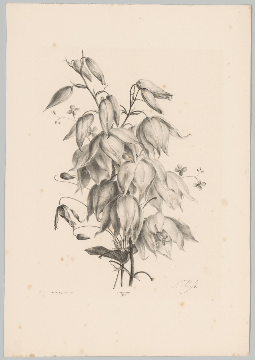 Hängende Blumen von Anton Weiss
