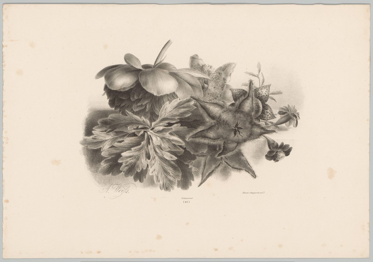 Passionsblumen und Blätter von Anton Weiss