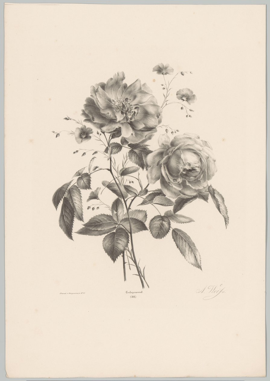 Rose und nelkenartige Blume von Anton Weiss