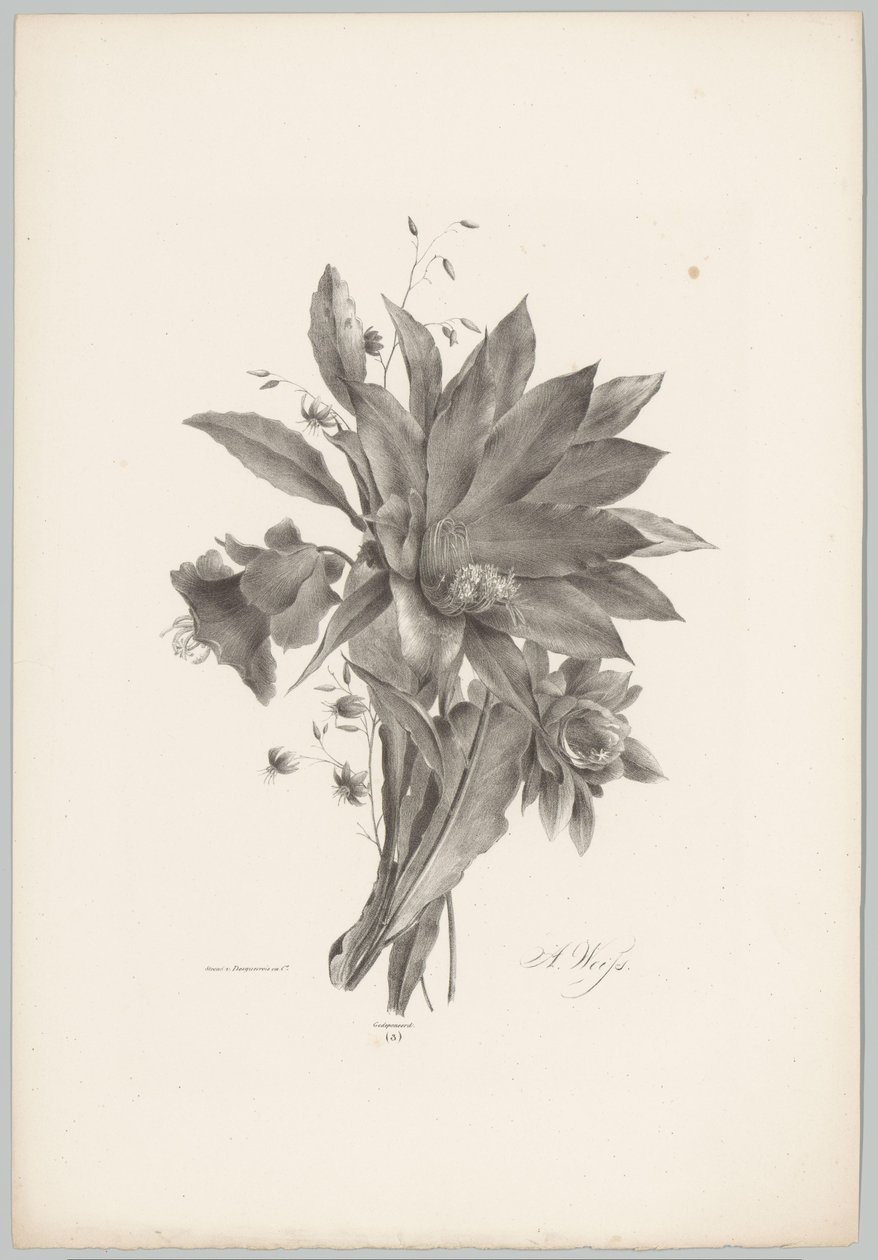 Stern- und glockenförmige Blumen von Anton Weiss