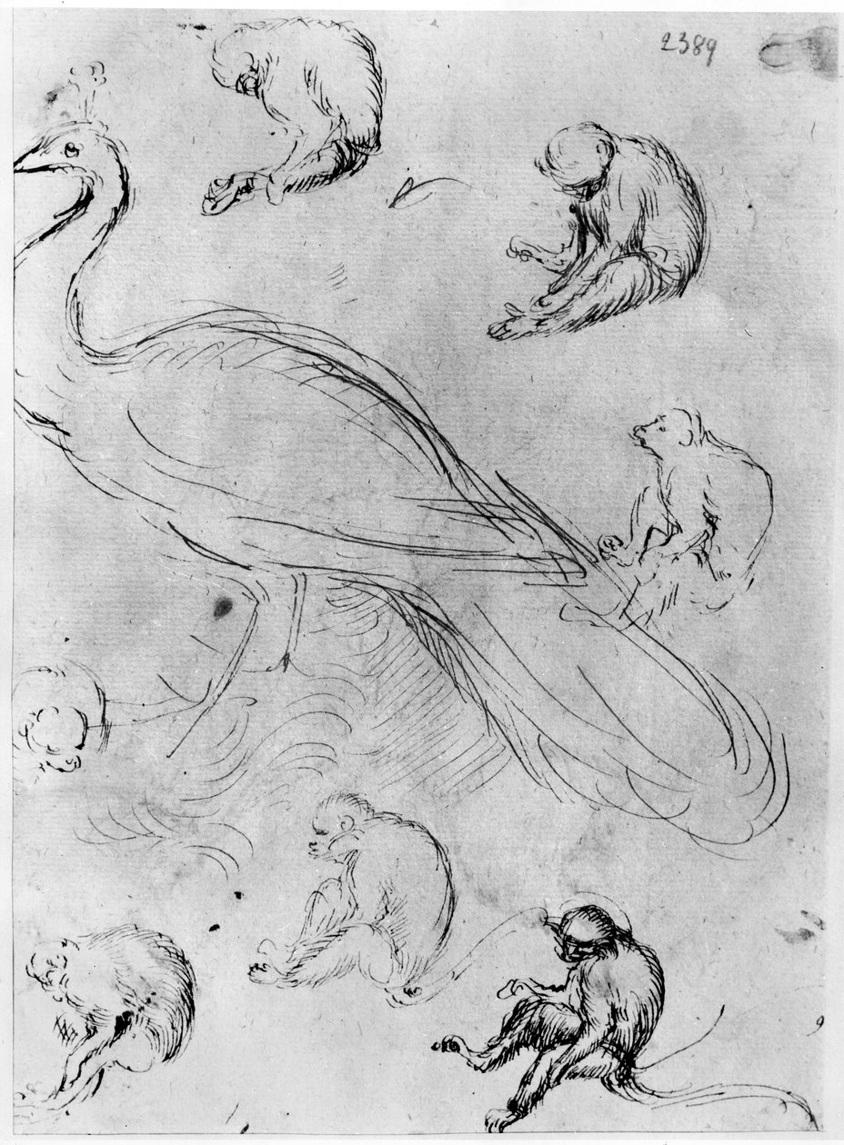 Pfau und sechs Affen, aus dem Vallardi-Album von Antonio Pisanello