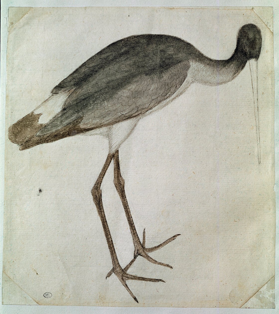Ein schwarzer Storch, der nach rechts schaut von Antonio Pisanello