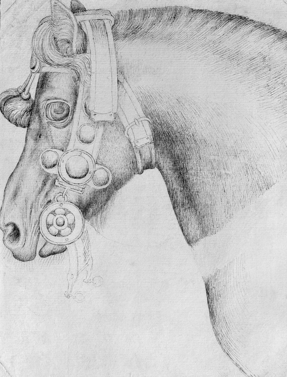 Kopf eines Pferdes, aus dem Vallardi-Album von Antonio Pisanello