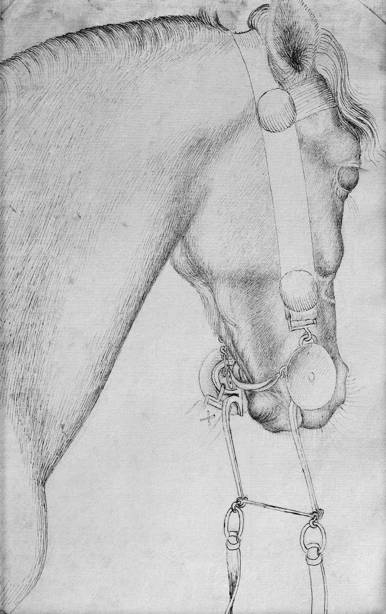 Kopf eines Pferdes, aus dem Vallardi-Album von Antonio Pisanello