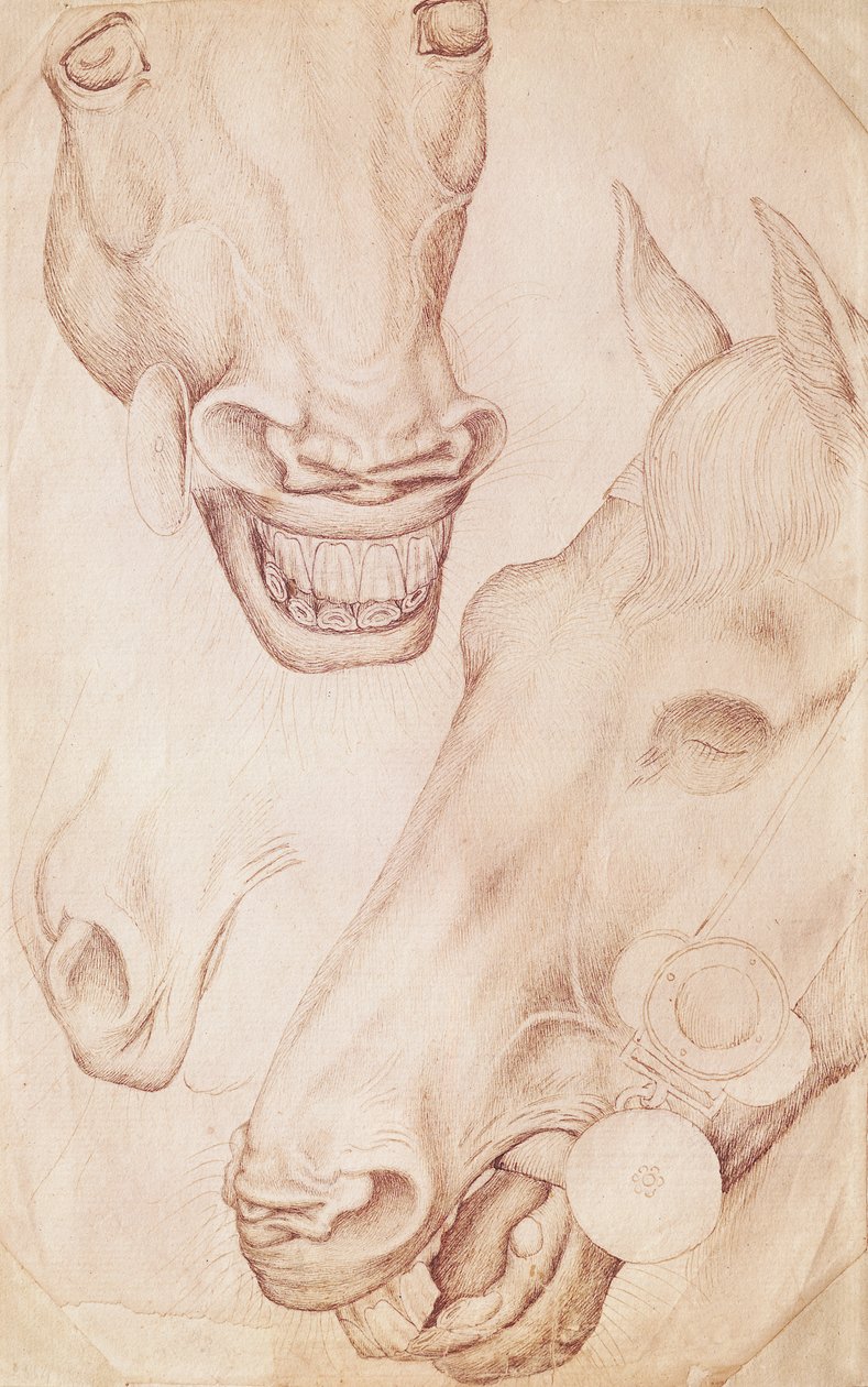 Pferdeköpfe, aus dem Vallardi-Album von Antonio Pisanello