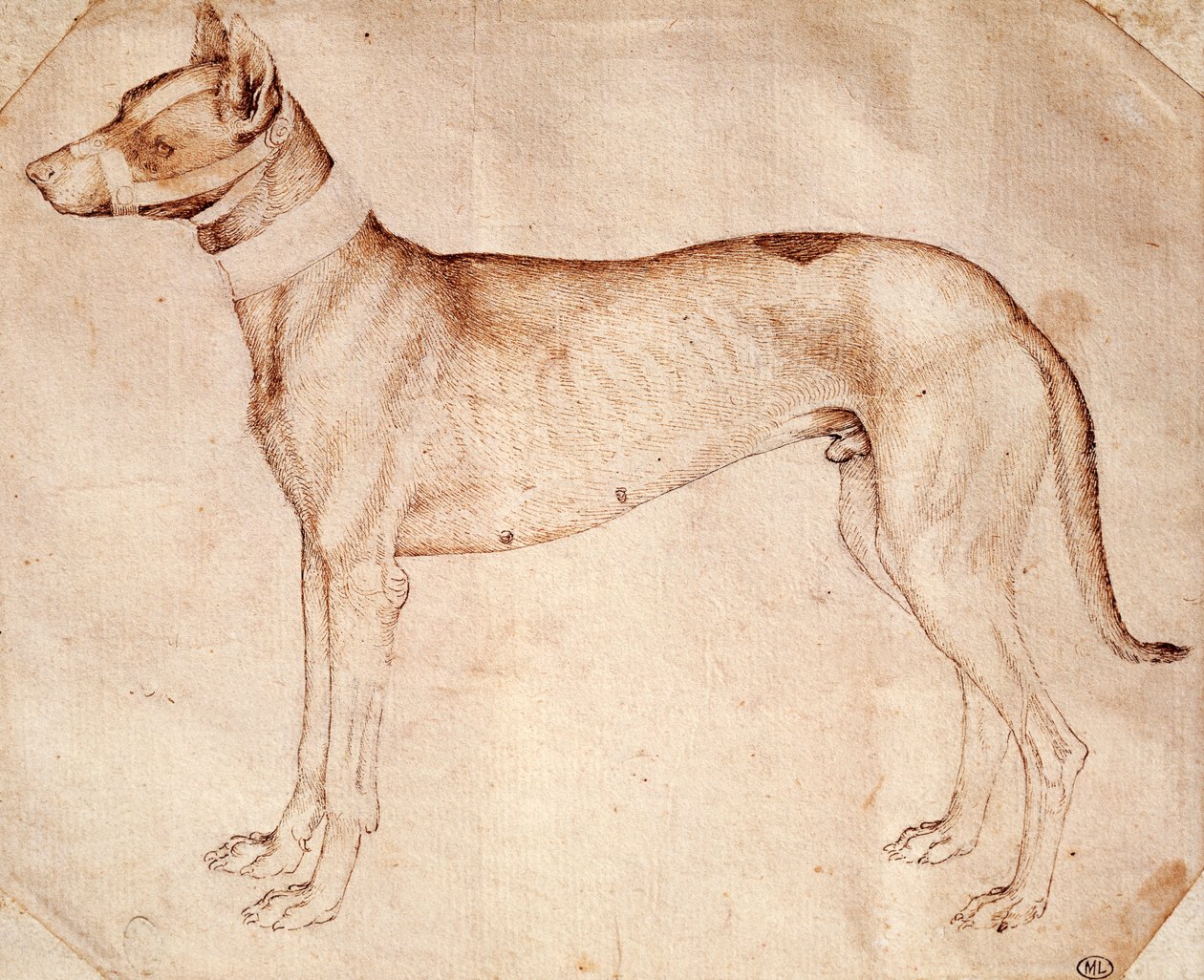 Studie eines Jagdhundes von Antonio Pisanello
