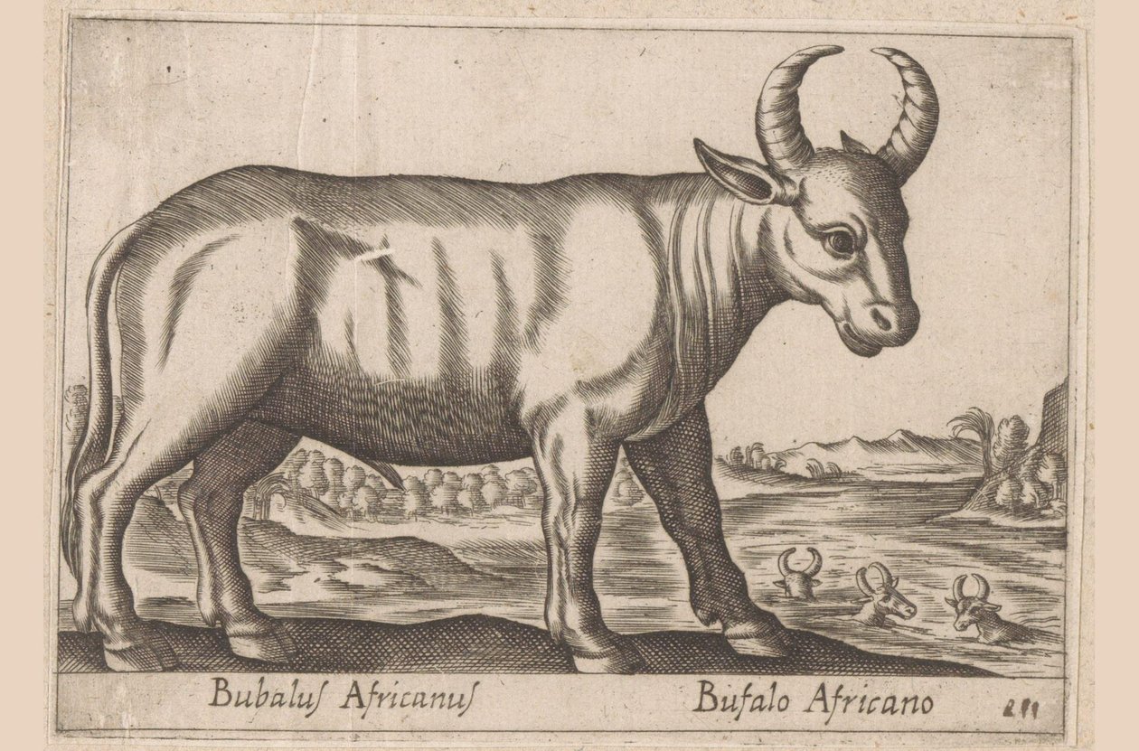 Afrikanischer Büffel von Antonio Tempesta