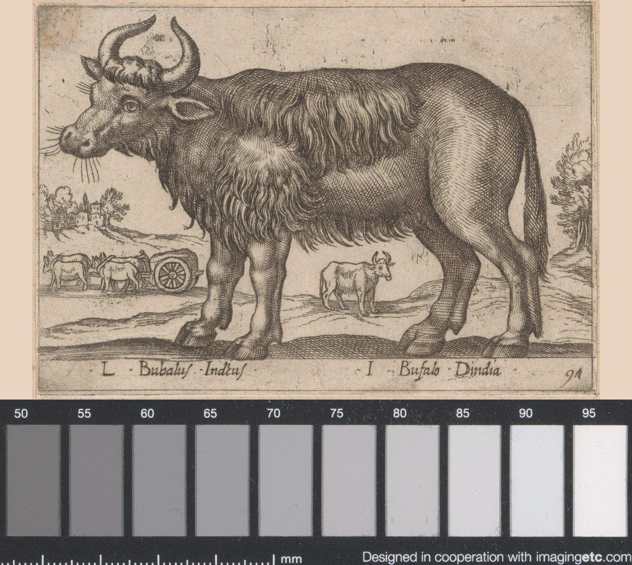 Büffel (L Bubalus Indicus, I Bufola Dindia, Tiere und Fabelwesen, Nova raccolta de li animali piu curiosi del mondo) von Antonio Tempesta